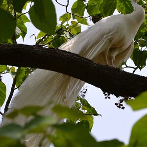 Pfau in weiß.