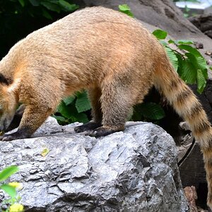Nasenbär