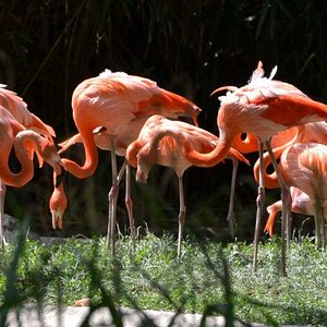 Flamingo