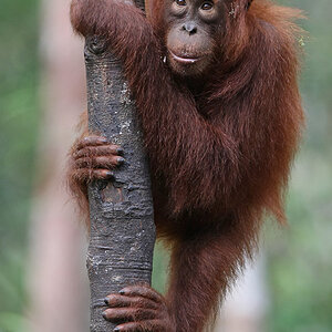 11 06 14Borneo000571