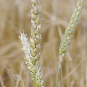 D30 9333 crop