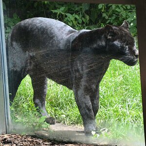 Leopard schwarz