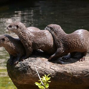 Otter