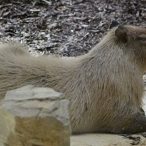 Wasserschwein