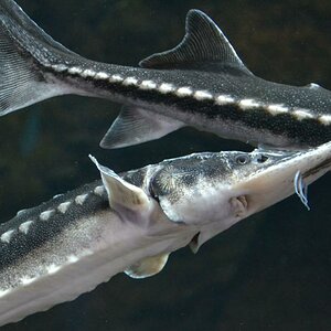 Fisch