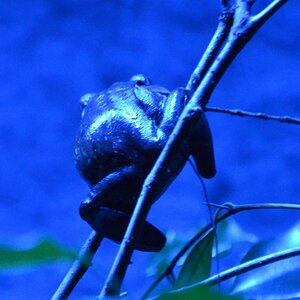 Frosch