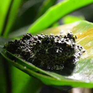 Frosch 2