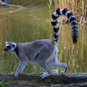 Affe