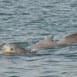Delphin