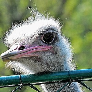 Opelzoo 4 2011 082