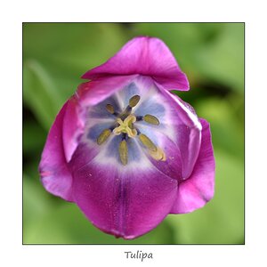 Tulpe