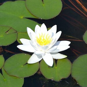 Seerose