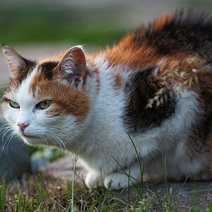Katze (105 f/2.5)
