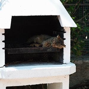 Katze (am Griller)