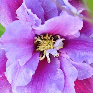 Clematis