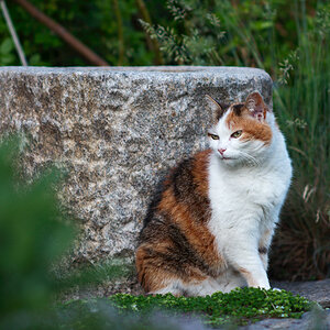 Katze (105 f/2.8)