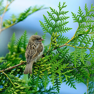 Junger Spatz