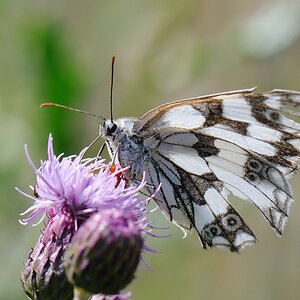 Schachbrettfalter