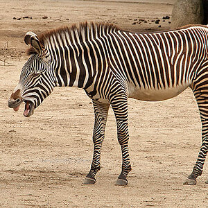 Zebra