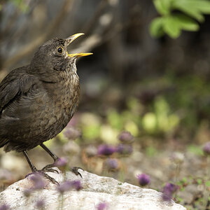 amsel 02