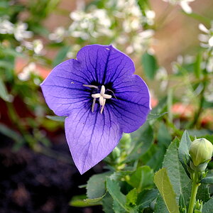 Ballonblume