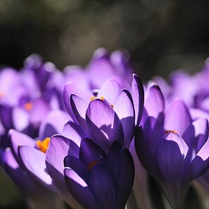 Krokus