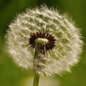 Pusteblume