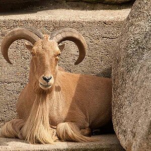 Steinbock1