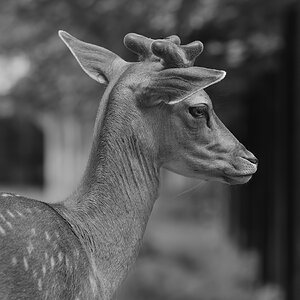 DSC 9955 Kopie
