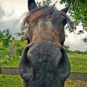 Buddy Long Face