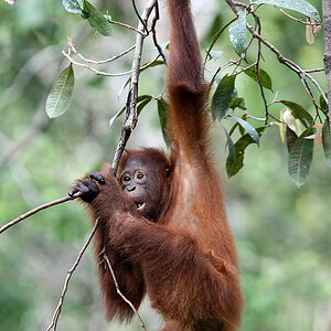 11 06 14Borneo000457