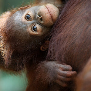 11 06 14Borneo000376