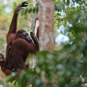 11 06 14Borneo000640