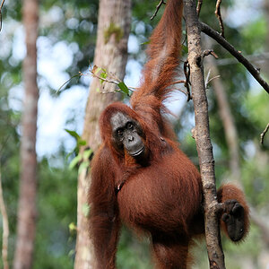 11 06 14Borneo000648