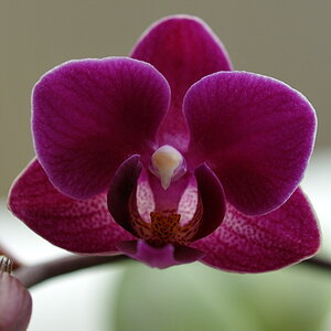 Orchidee