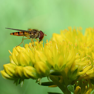 Episyrphus balteatus (Schwebfliege)