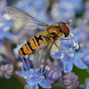 Episyrphus balteatus (Schwebfliege)