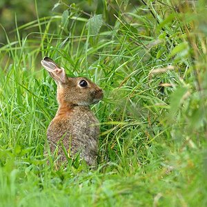 Wildkaninchen