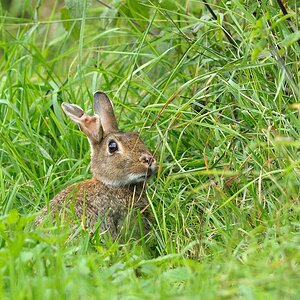 Wildkaninchen