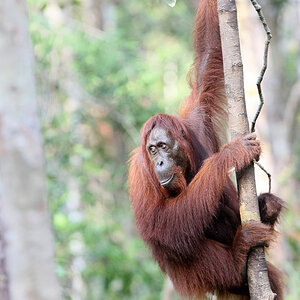 11 06 14Borneo000686