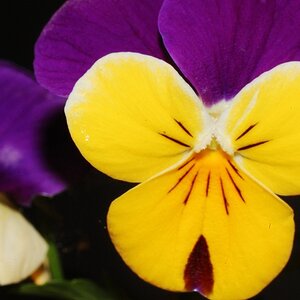 Im Blumenkasten