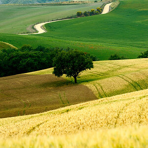 bei Pienza Anfang Juni
