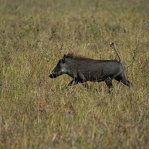 botswana hog