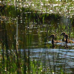 botswana enten