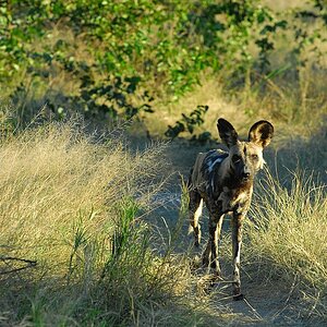 botswana wilderhund