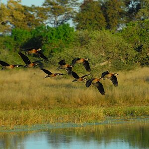 botswana gaense