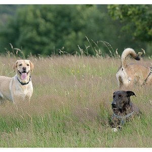 3 von vieren