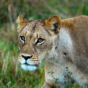 botswana loewe1
