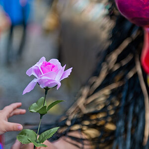 Die Rose