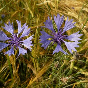 Kornblume,Panasonic FX 100